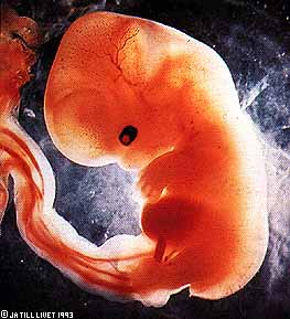 Development at 6 weeks after conception.